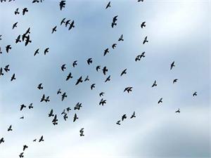 birds